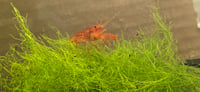 Image 2 of Orange Dwarf Mexican Crayfish (CPO)