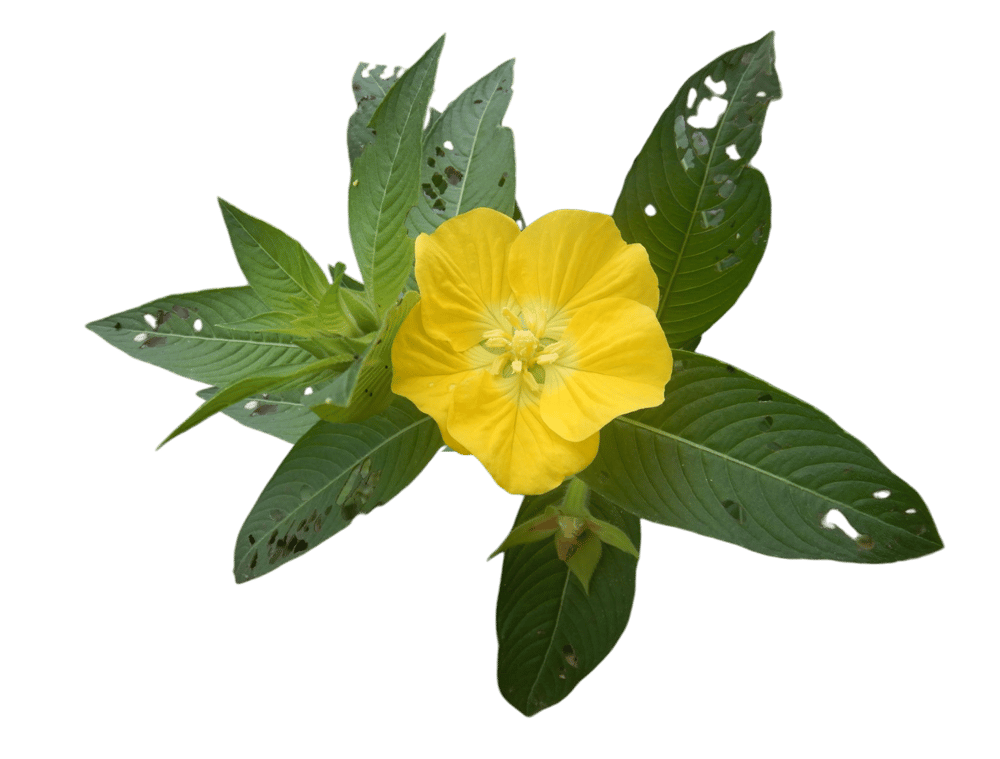 Ludwigia Grandiflora