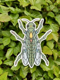 Jewel Bug 