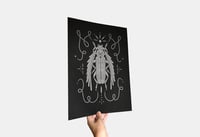 A3 Riso Art Print 'Beetle'