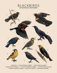 Image 1 of Blackbirds of the Pacific Northwest