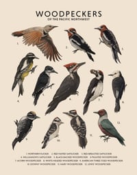 Image 1 of Woodpeckers of the Pacific Northwest