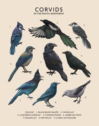 Image 1 of Corvids of the Pacific Northwest