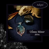 Image 4 of ☽ Ulmus Minor ☾