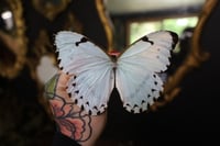 Image 1 of Morpho catenarius (Unspread/Wings Closed)