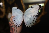 Image 2 of Morpho catenarius (Unspread/Wings Closed)