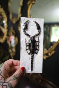 Image 1 of Giant Scorpion (Unmounted)
