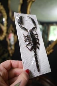 Image 2 of Giant Scorpion (Unmounted)