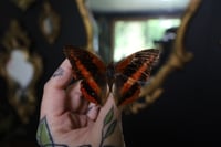 Image 1 of Western Red Charaxes Butterfly (Unspread/Wings Closed)