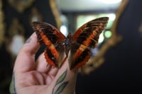 Image 2 of Western Red Charaxes Butterfly (Unspread/Wings Closed)