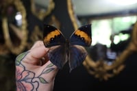 Image 1 of Orange Oakleaf Butterfly (Unspread/Wings Closed)
