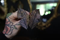 Image 3 of Orange Oakleaf Butterfly (Unspread/Wings Closed)