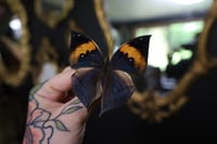 Image 2 of Orange Oakleaf Butterfly (Unspread/Wings Closed)