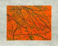 Leaves and Branches, Orange