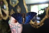 Image 1 of Blue Charaxes Butterfly (Unspread/Wings Folded)