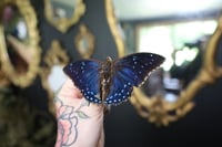 Image 2 of Blue Charaxes Butterfly (Unspread/Wings Folded)