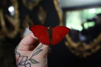 Image 1 of Blood Red Glider Butterfly (Unspread/Wings Folded)