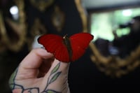 Image 2 of Blood Red Glider Butterfly (Unspread/Wings Folded)