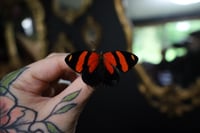 Image 1 of Cynosura 88 Butterfly (Unspread/Wings Closed)