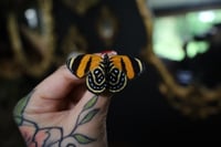 Image 2 of Cynosura 88 Butterfly (Unspread/Wings Closed)