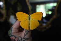 Image 1 of Apricot Sulphur Butterfly (Unspread/Wings Folded)