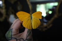 Image 2 of Apricot Sulphur Butterfly (Unspread/Wings Folded)
