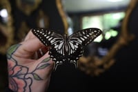 Image 1 of Asian Swallowtail (Unspread/Wings Folded)