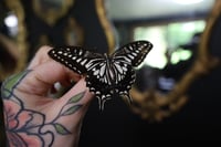Image 2 of Asian Swallowtail (Unspread/Wings Folded)