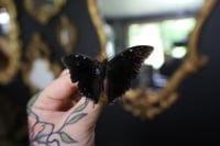 Image 2 of Demon Butterfly (Unspread/Wings Folded)