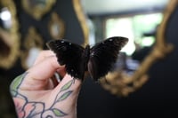 Image 1 of Demon Butterfly (Unspread/Wings Folded)