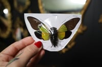 Image 1 of Yellow Cicada (Unmounted)