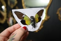 Image 2 of Yellow Cicada (Unmounted)