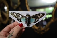 Image 1 of Thai Blue Cicada (Unmounted)
