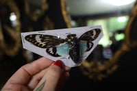 Image 2 of Thai Blue Cicada (Unmounted)