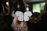 Image 1 of Great Southern White Butterfly (Unspread/Wings Closed)