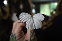 Image 2 of Great Southern White Butterfly (Unspread/Wings Closed)