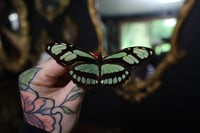 Image 1 of Bamboo Page Butterfly (Unspread/Wings Folded)