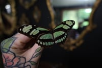 Image 2 of Bamboo Page Butterfly (Unspread/Wings Folded)