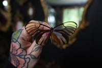 Image 1 of Large Glasswing Butterfly (Unspread/Wings Folded)