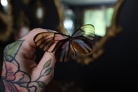 Image 2 of Large Glasswing Butterfly (Unspread/Wings Folded)