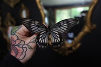 Image 1 of Ghost Swallowtail (Unspread/Wings Closed)