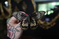 Image 2 of Ghost Swallowtail (Unspread/Wings Closed)