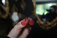 Image 1 of Pink Glasswing Butterfly (Unspread/Wings Closed)