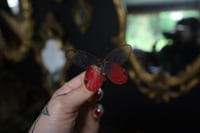 Image 2 of Pink Glasswing Butterfly (Unspread/Wings Closed)