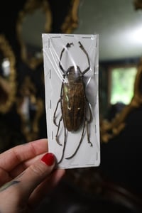 Image 1 of Giant Longhorn Beetle (Unspread/Wings Closed)