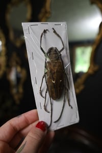 Image 2 of Giant Longhorn Beetle (Unspread/Wings Closed)
