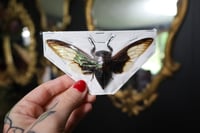 Image 1 of Batwing Cicada (Unmounted)