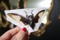 Image 2 of Batwing Cicada (Unmounted)