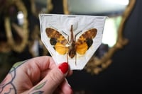 Image 1 of Orange Lanternfly (Unmounted)