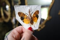 Image 2 of Orange Lanternfly (Unmounted)
